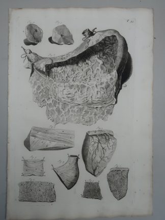 Antique Print-T.35.-STOMACH-MUSCLE-LAYERS-GASTRIC-ANATOMY-Lairesse-Bidloo-1728