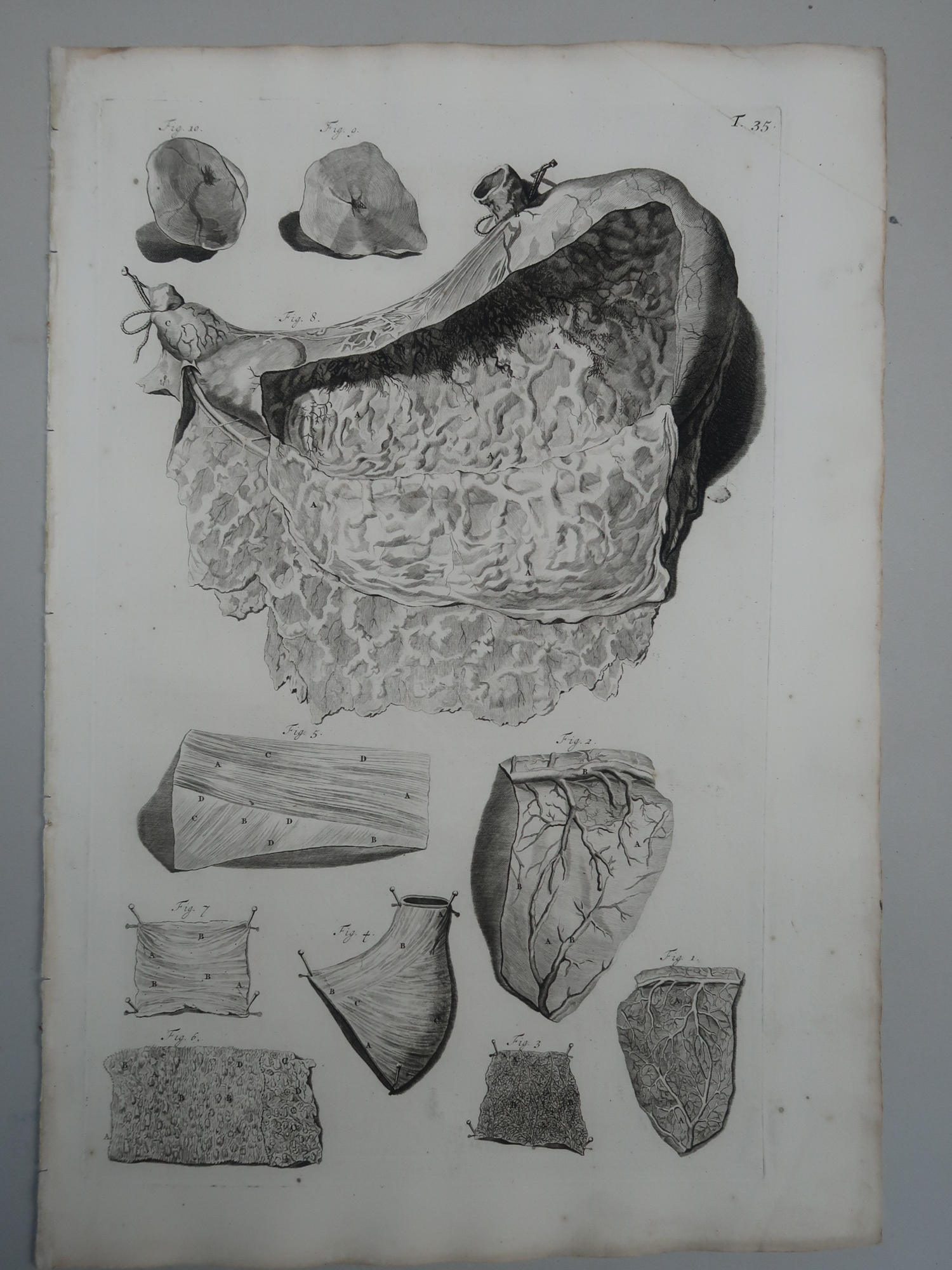 , Antique Print-T.35.-STOMACH-MUSCLE-LAYERS-GASTRIC-ANATOMY-Lairesse-Bidloo-1728, Pictura Antique Prints