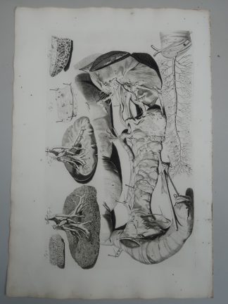 Antique Print-T.36.-PANCREAS-BILE-DUCT-SPLEEN-LYMPH-ANATOMY-Lairesse-Bidloo-1728