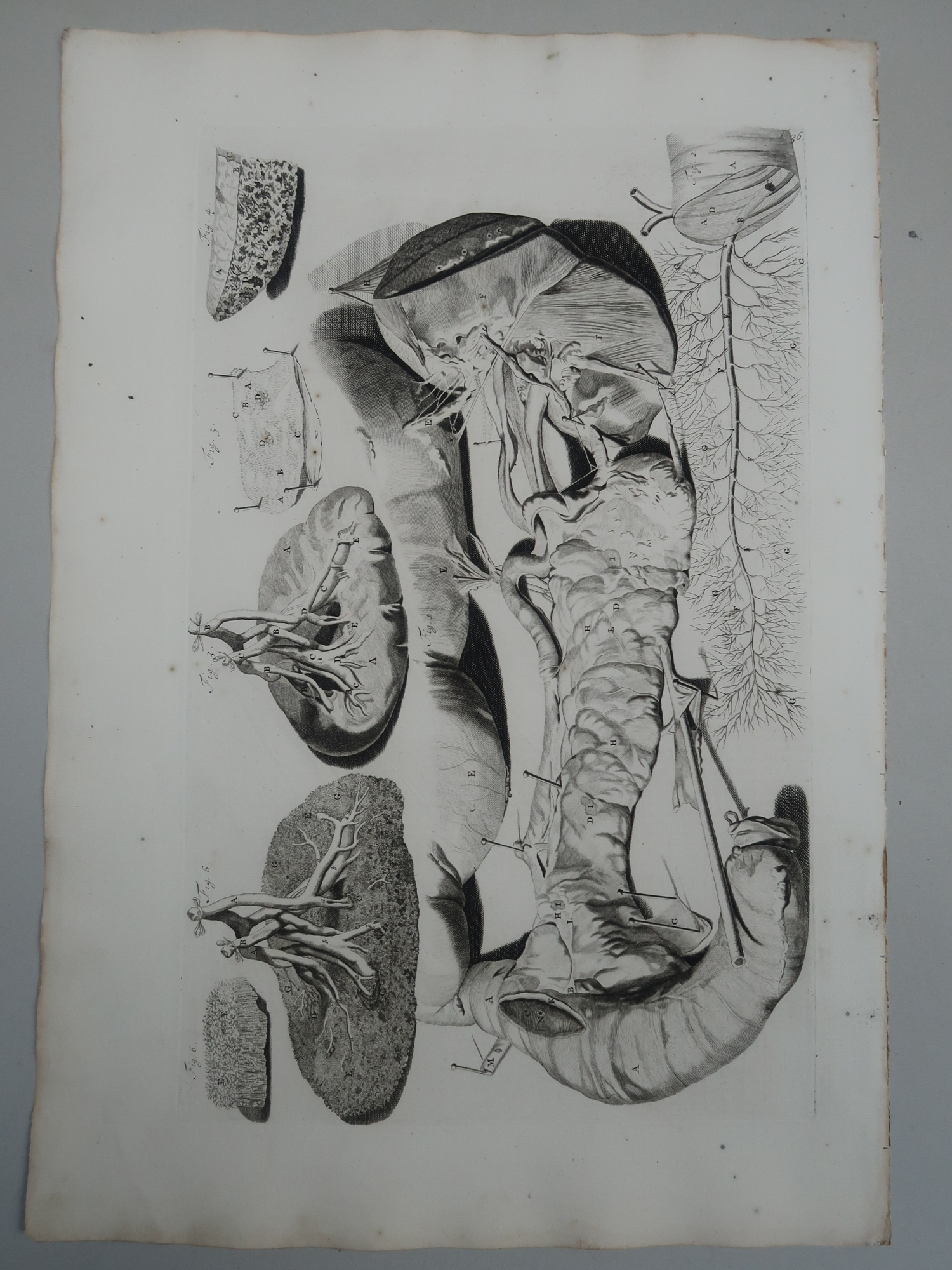 , Antique Print-T.36.-PANCREAS-BILE-DUCT-SPLEEN-LYMPH-ANATOMY-Lairesse-Bidloo-1728, Pictura Antique Prints