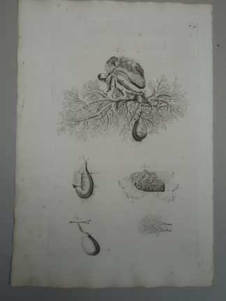 Antique Print-T.38.-LIVER-BLOOD-VESSELS-BILE-GALLBLADDER-de Lairesse-Bidloo-1728