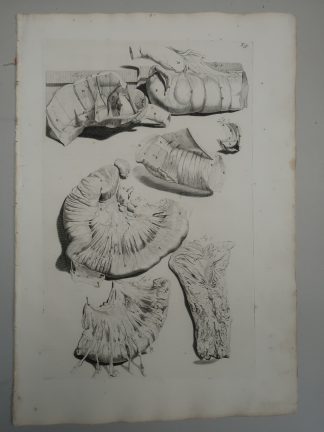 Antique Print-T.39.-INTESTINES-COLON-VISCERAL-ANATOMY
-de Lairesse-Bidloo-1728