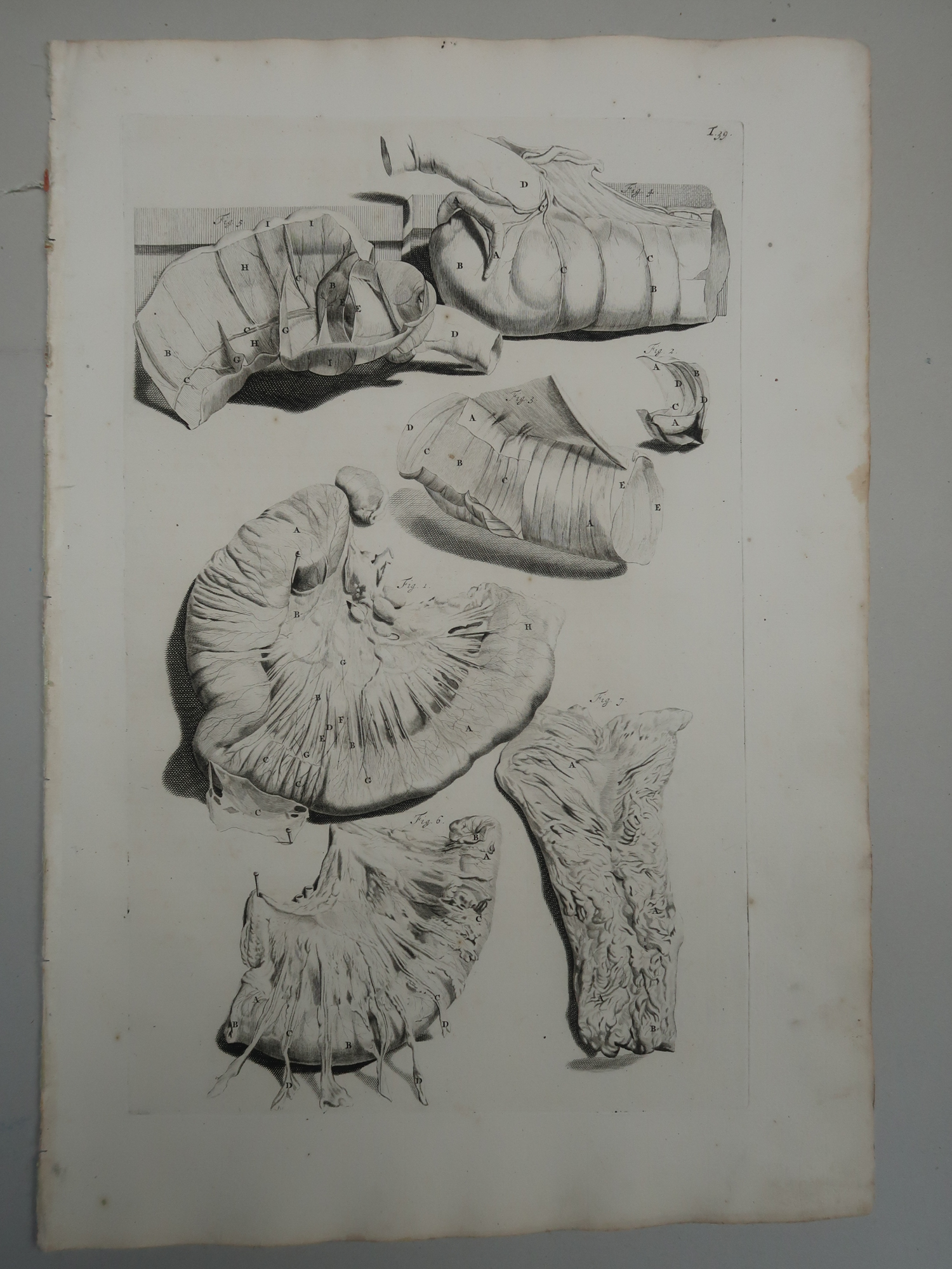 , Antique Print-T.39.-INTESTINES-COLON-VISCERAL-ANATOMY
-de Lairesse-Bidloo-1728, Pictura Antique Prints