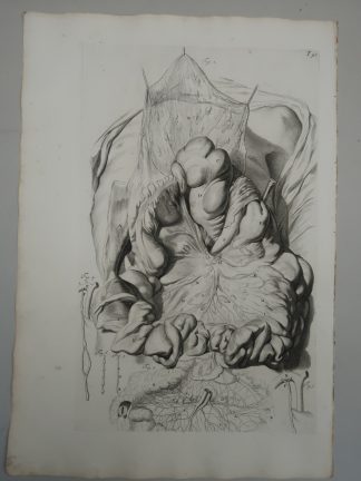 Antique Print-T.40.-MESENTERY-INTESTINES-CHYLE-VESSELS-de Lairesse-Bidloo-1728