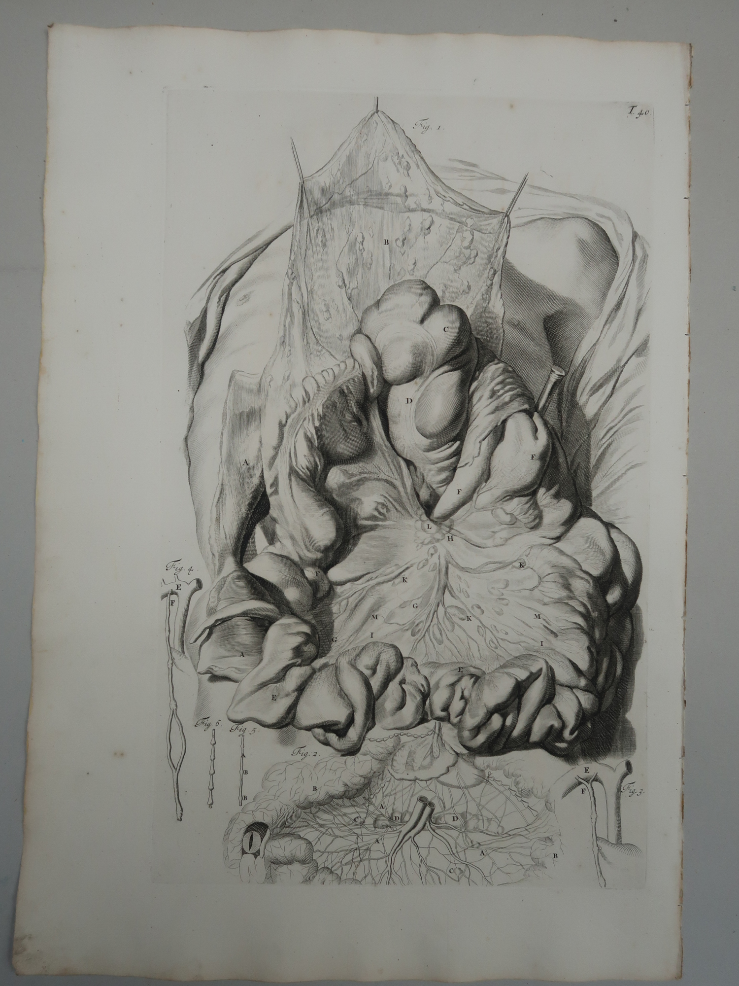 , Antique Print-T.40.-MESENTERY-INTESTINES-CHYLE-VESSELS-de Lairesse-Bidloo-1728, Pictura Antique Prints