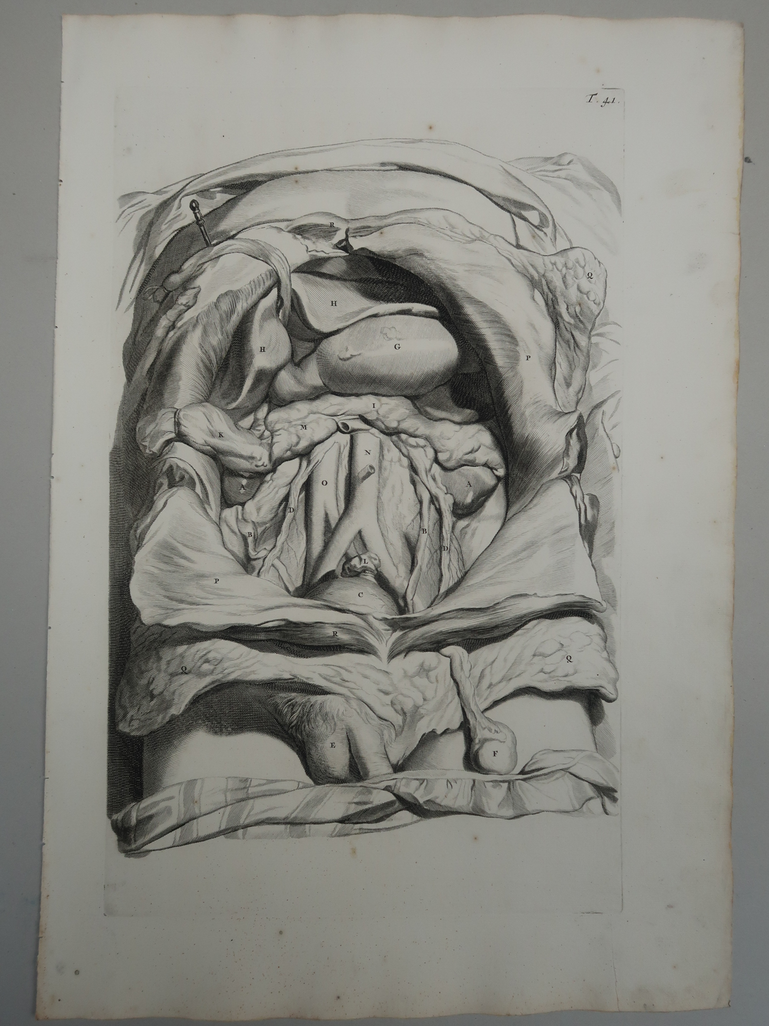 , Antique Print-T.41.-MALE-ABDOMINAL-CAVITY-VISCERAL-ANATOMY
-de Lairesse-Bidloo-1728, Pictura Antique Prints