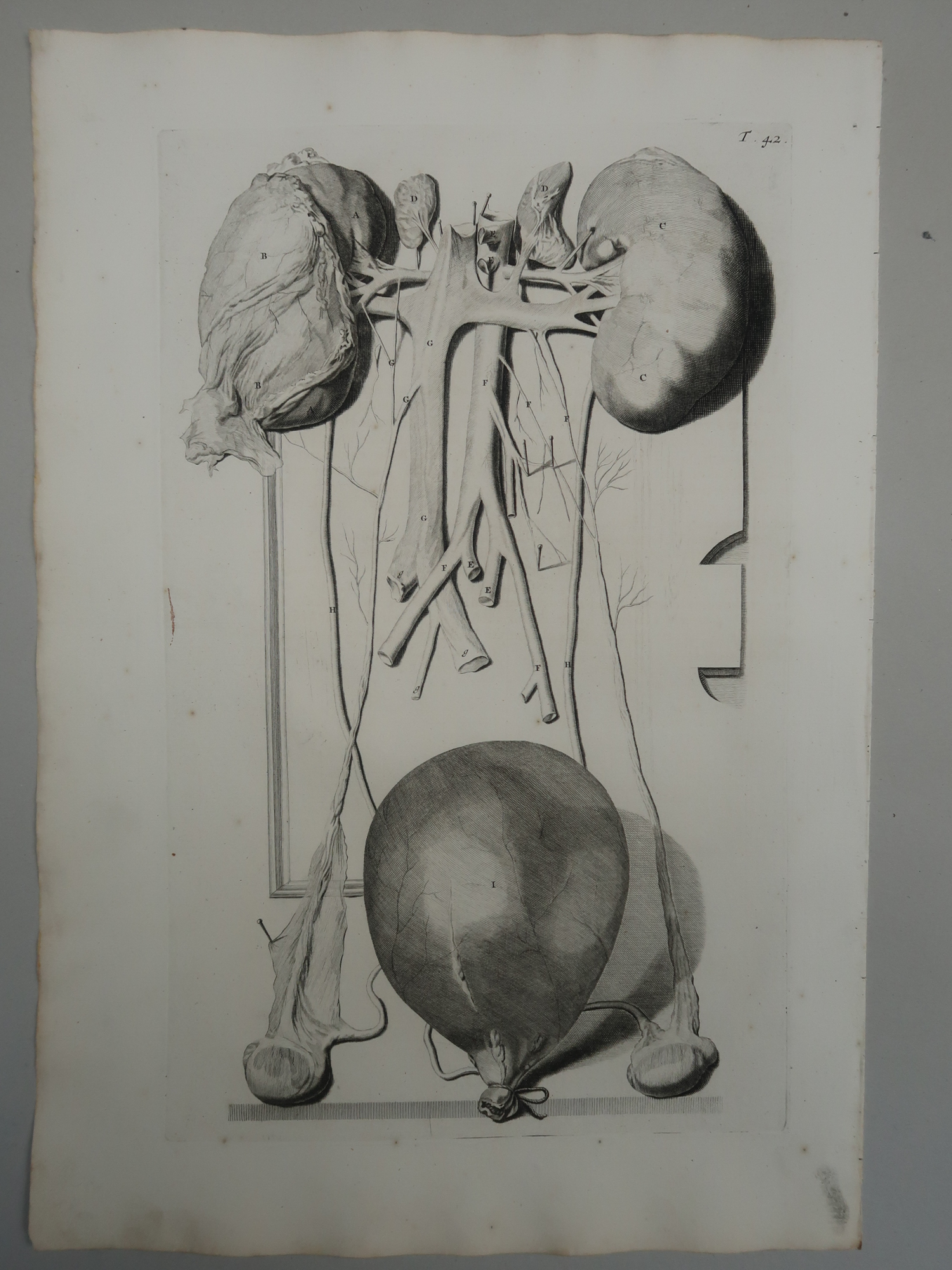, Antique Print-T.42.-KIDNEYS-URETERS-ADRENAL-GLANDS-BLADDER-Lairesse-Bidloo-1728, Pictura Antique Prints