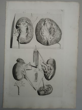 Antique Print-T.43.-KIDNEY-RENAL-CALYCES-URETER-PELVIS-de Lairesse-Bidloo-1728