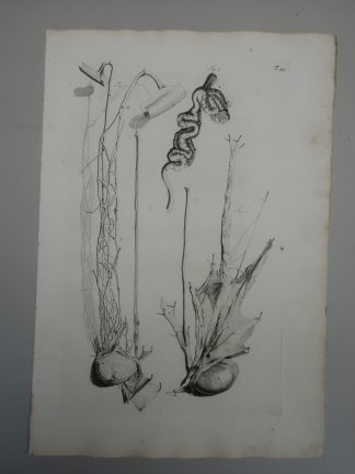 Antique Print-T.45.-MALE-GENITALIA-TESTIS-SPERMATIC-CORD-de Lairesse-Bidloo-1728
