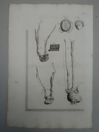 Antique Print-T.46.-ANATOMY-MALE-TESTIS-EPIDIDYMIS-VAS-de Lairesse-Bidloo-1728