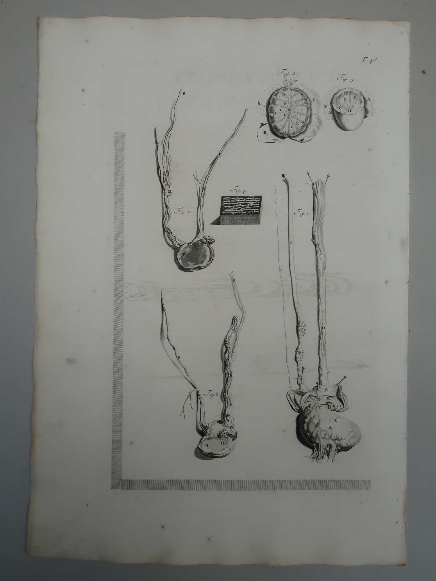 , Antique Print-T.46.-ANATOMY-MALE-TESTIS-EPIDIDYMIS-VAS-de Lairesse-Bidloo-1728, Pictura Antique Prints