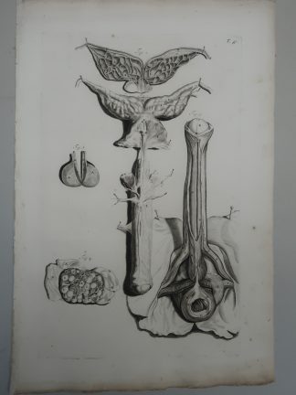 Antique Print-T.47.-MALE-GENITAL-ANATOMY-SEMINAL-PROSTATE-Lairesse-Bidloo-1728