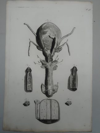 Antique Print-T.48.-ANATOMY-PENIS-GLANS-URETHRA-de Lairesse-Bidloo-1728