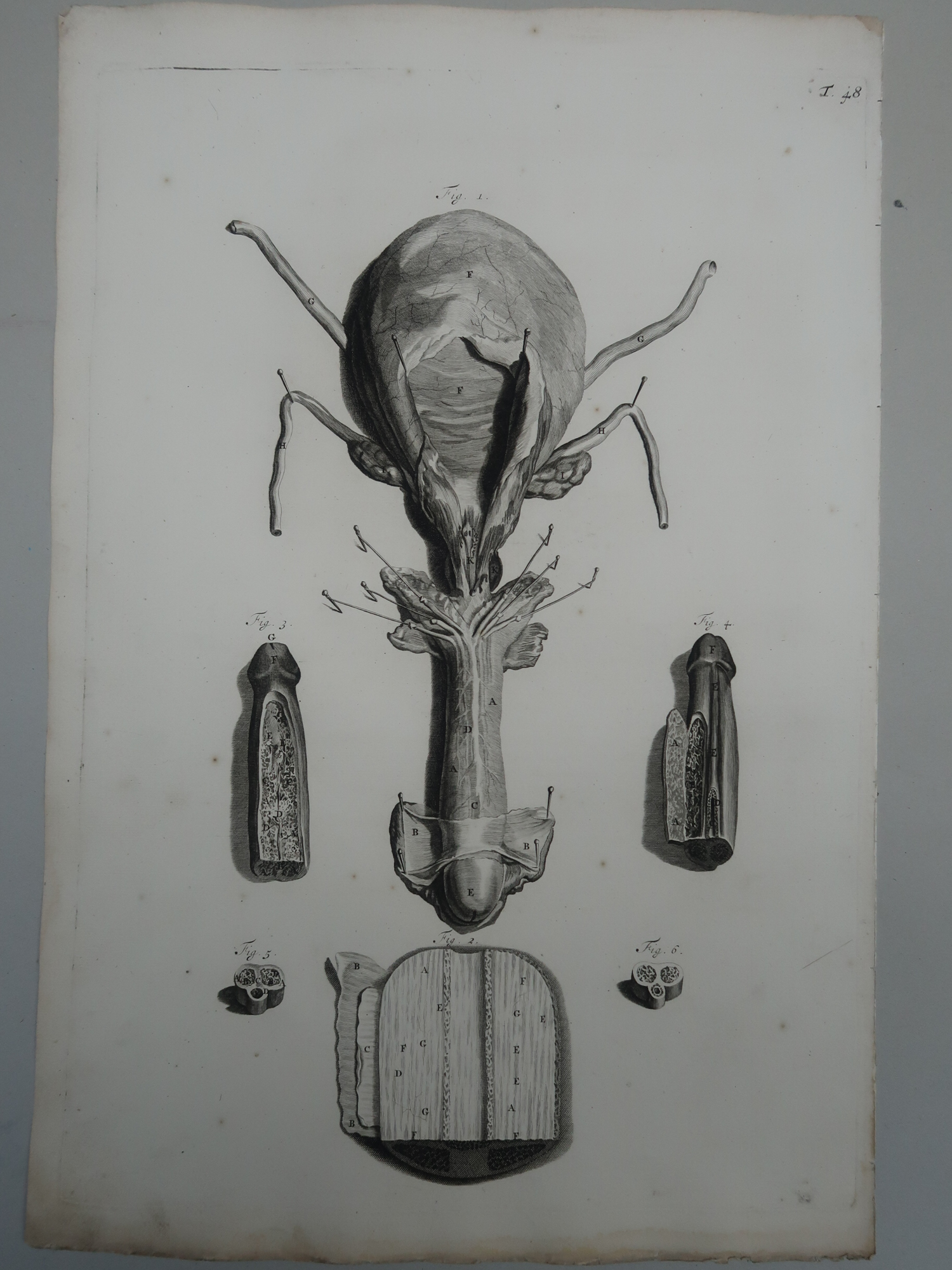 , Antique Print-T.48.-ANATOMY-PENIS-GLANS-URETHRA-de Lairesse-Bidloo-1728, Pictura Antique Prints