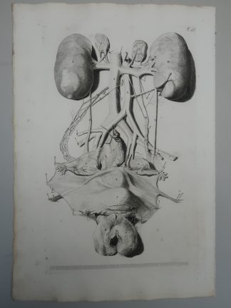 Antique Print-T.50.-ANATOMY-FEMALE-GENITALIA-KIDNEYS-de Lairesse-Bidloo-1728