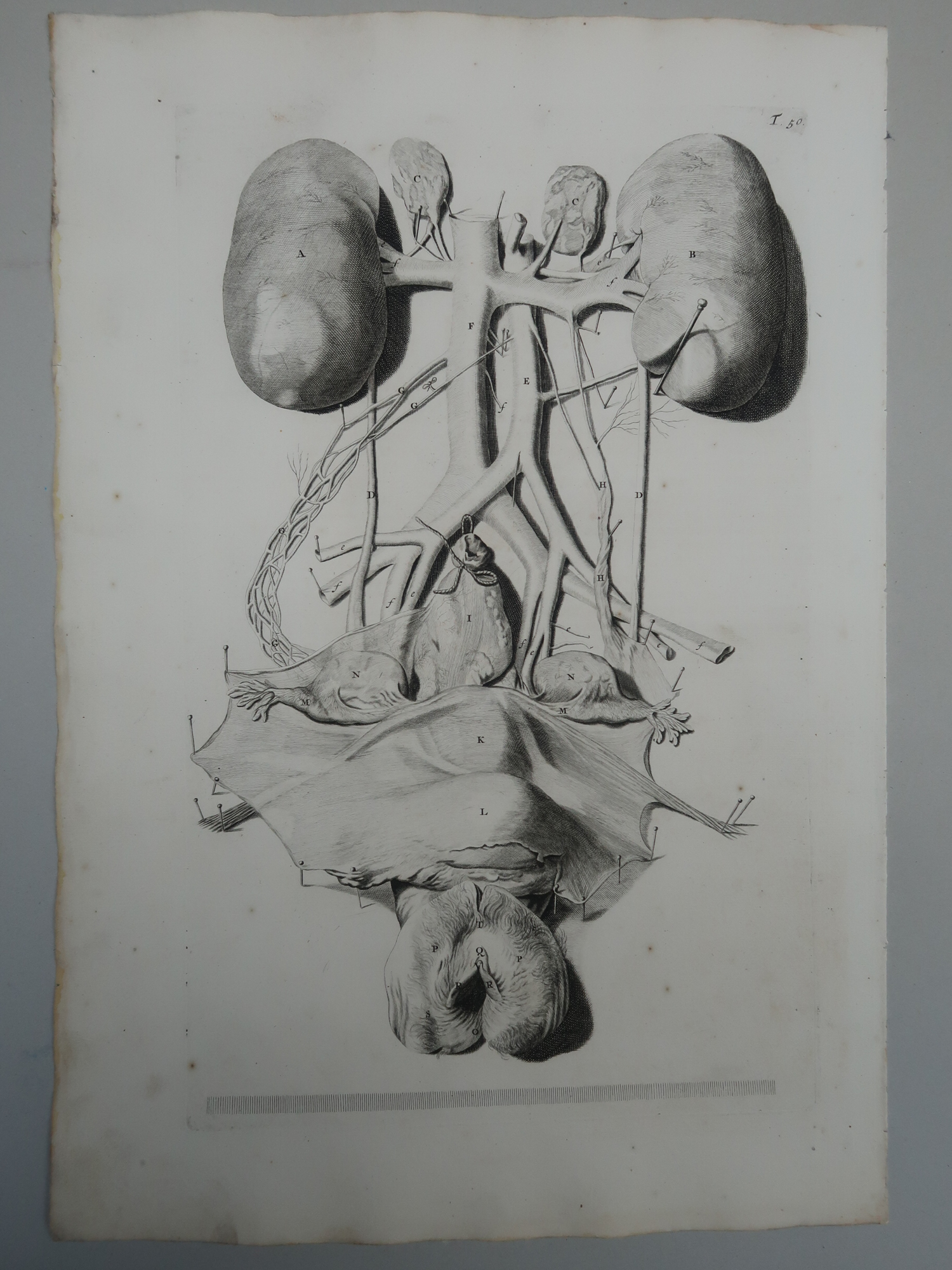 , Antique Print-T.50.-ANATOMY-FEMALE-GENITALIA-KIDNEYS-de Lairesse-Bidloo-1728, Pictura Antique Prints
