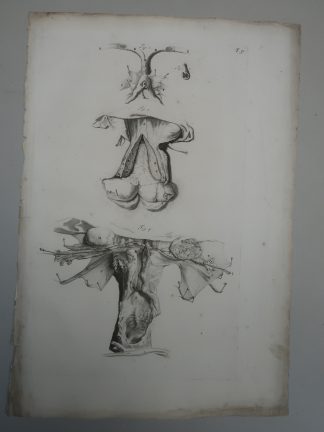Antique Print-T.51.-ANATOMY-FEMALE-REPRODUCTIVE-ORGANS-de Lairesse-Bidloo-1728
