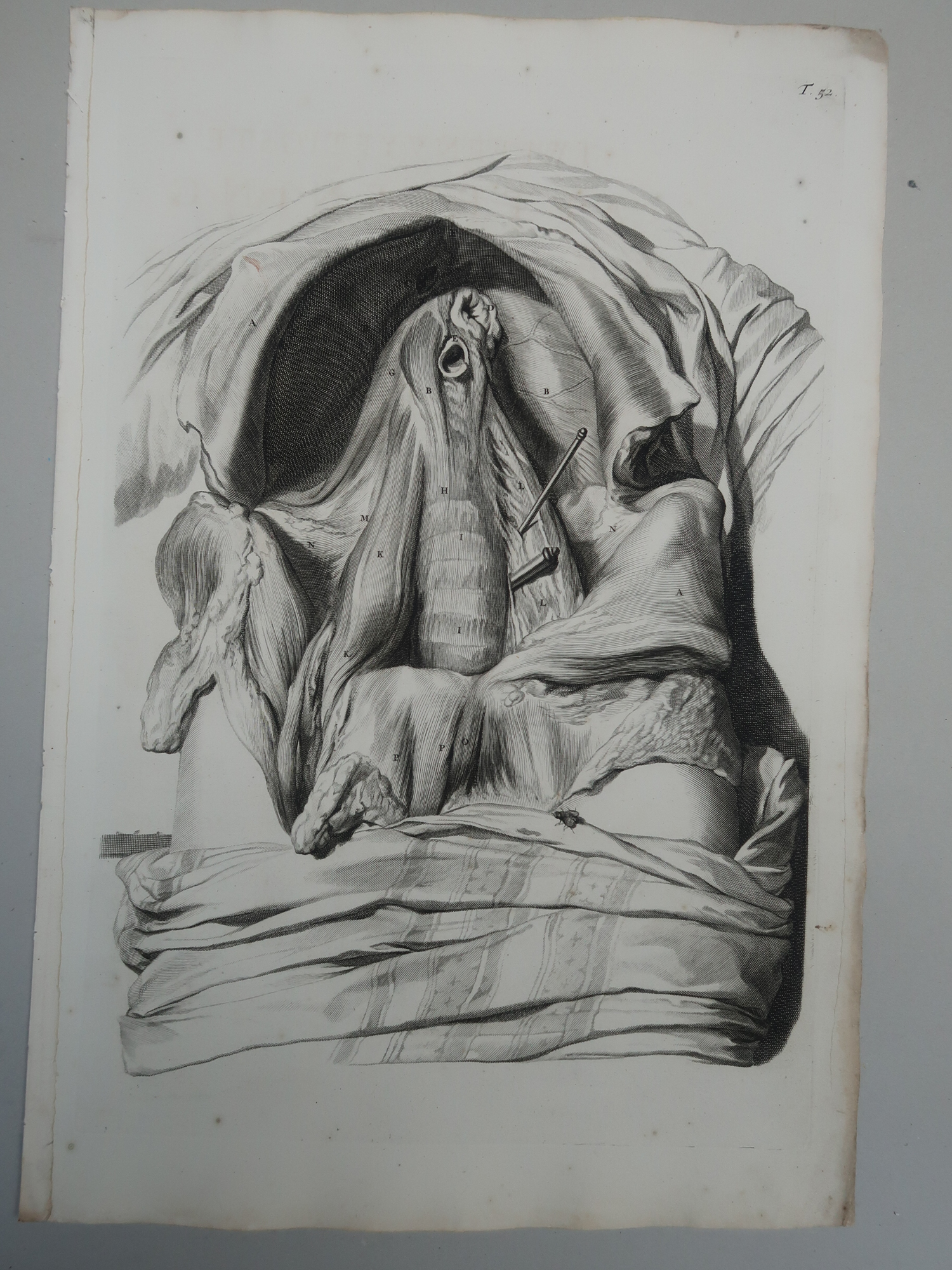 , Antique Print-T.52.-DIAPHRAGM-POSTERIOR-ABDOMINAL-WALL-FLY-Lairesse-Bidloo-1728, Pictura Antique Prints