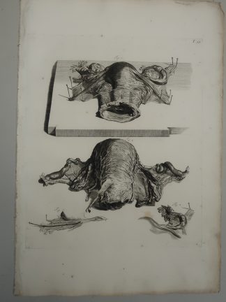 Antique Print-T.53.-ANATOMY-EARLY-PREGNANCY-de Lairesse-Bidloo-1728