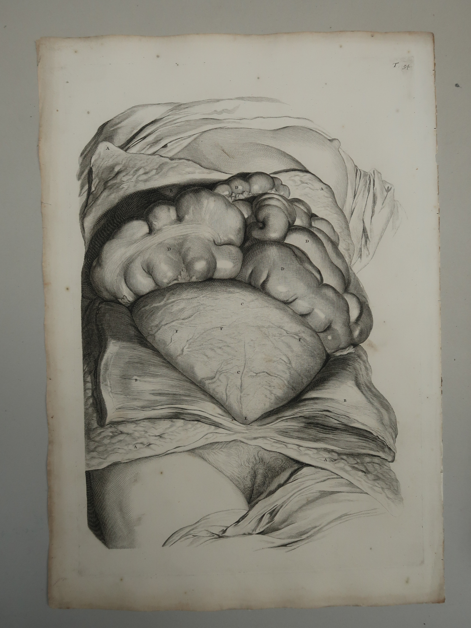 , Antique Print-T.54.-ANATOMY-PREGNANT-WOMAN-de Lairesse-Bidloo-1728, Pictura Antique Prints