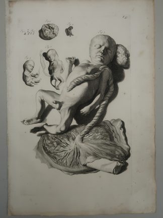 Antique Print-T.57.-ANATOMY-FETAL-DEVELOPMENT-STAGES-de Lairesse-Bidloo-1728