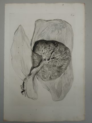 Antique Print-T.59.-ANATOMY-PLACENTA-FETAL-SIDE-de Lairesse-Bidloo-1728