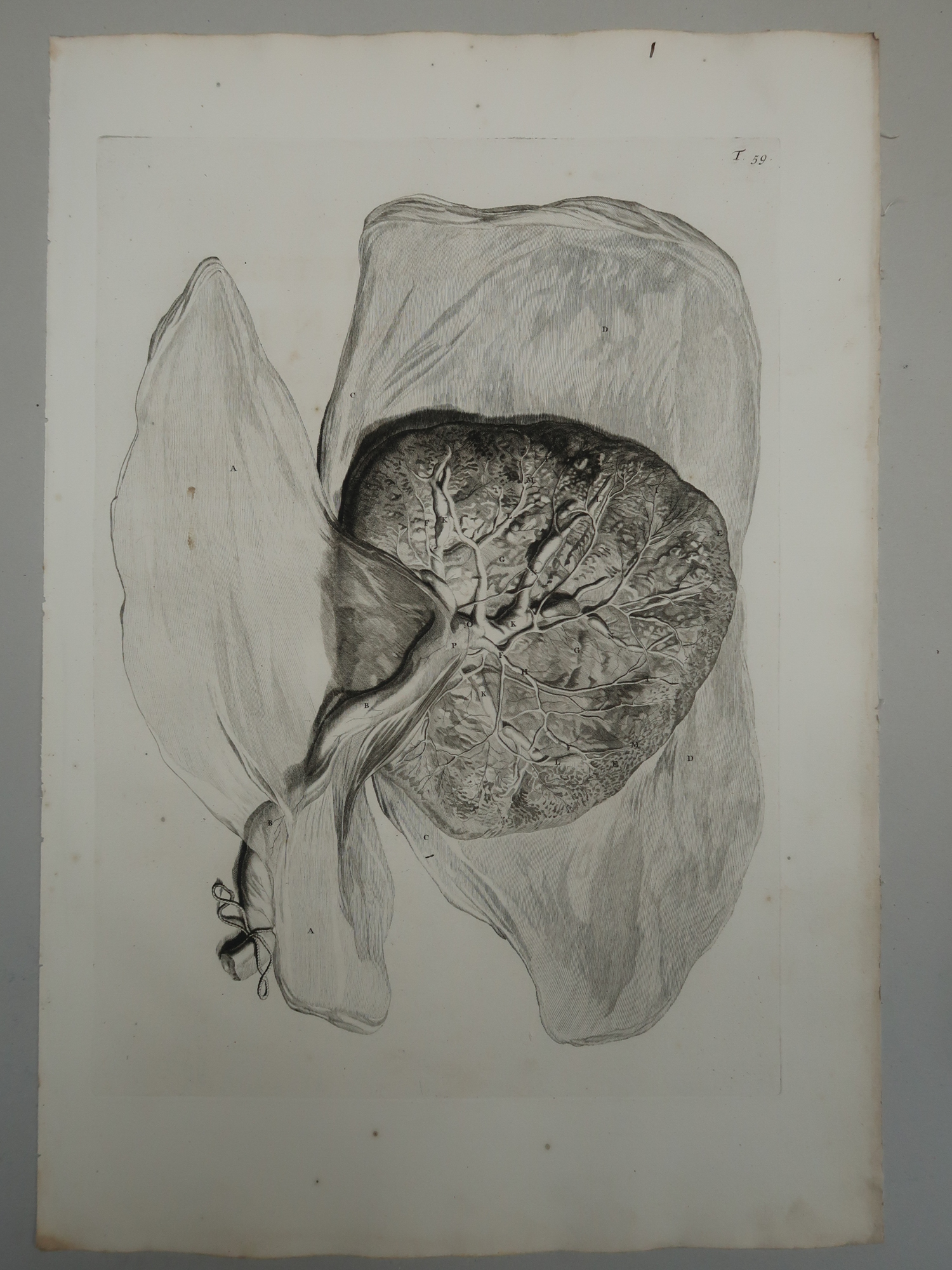 , Antique Print-T.59.-ANATOMY-PLACENTA-FETAL-SIDE-de Lairesse-Bidloo-1728, Pictura Antique Prints