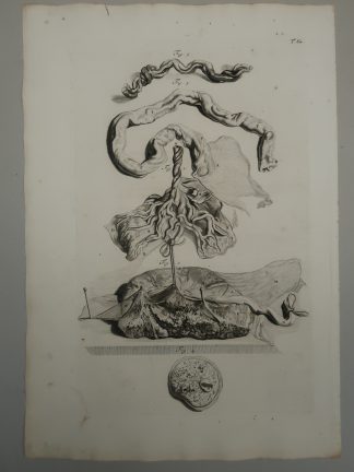 Antique Print-T.60.-ANATOMY-PLACENTA-UMBILICAL-CORD-de Lairesse-Bidloo-1728