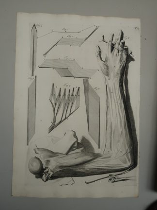 Antique Print-T.64.-ARM-MUSCLE-STRUCTURE-BICEPS-HAND-de Lairesse-Bidloo-1728