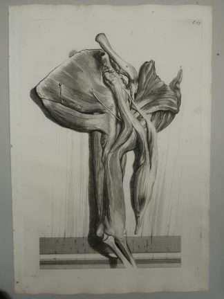 Antique Print-T.65.-SHOULDER-MUSCLES-DEEP-ARM-de Lairesse-Bidloo-1728