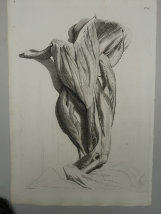 Antique Print-T.66.-ARM-MUSCLES-BICEPS-TRICEPS-ELBOW-de Lairesse-Bidloo-1728