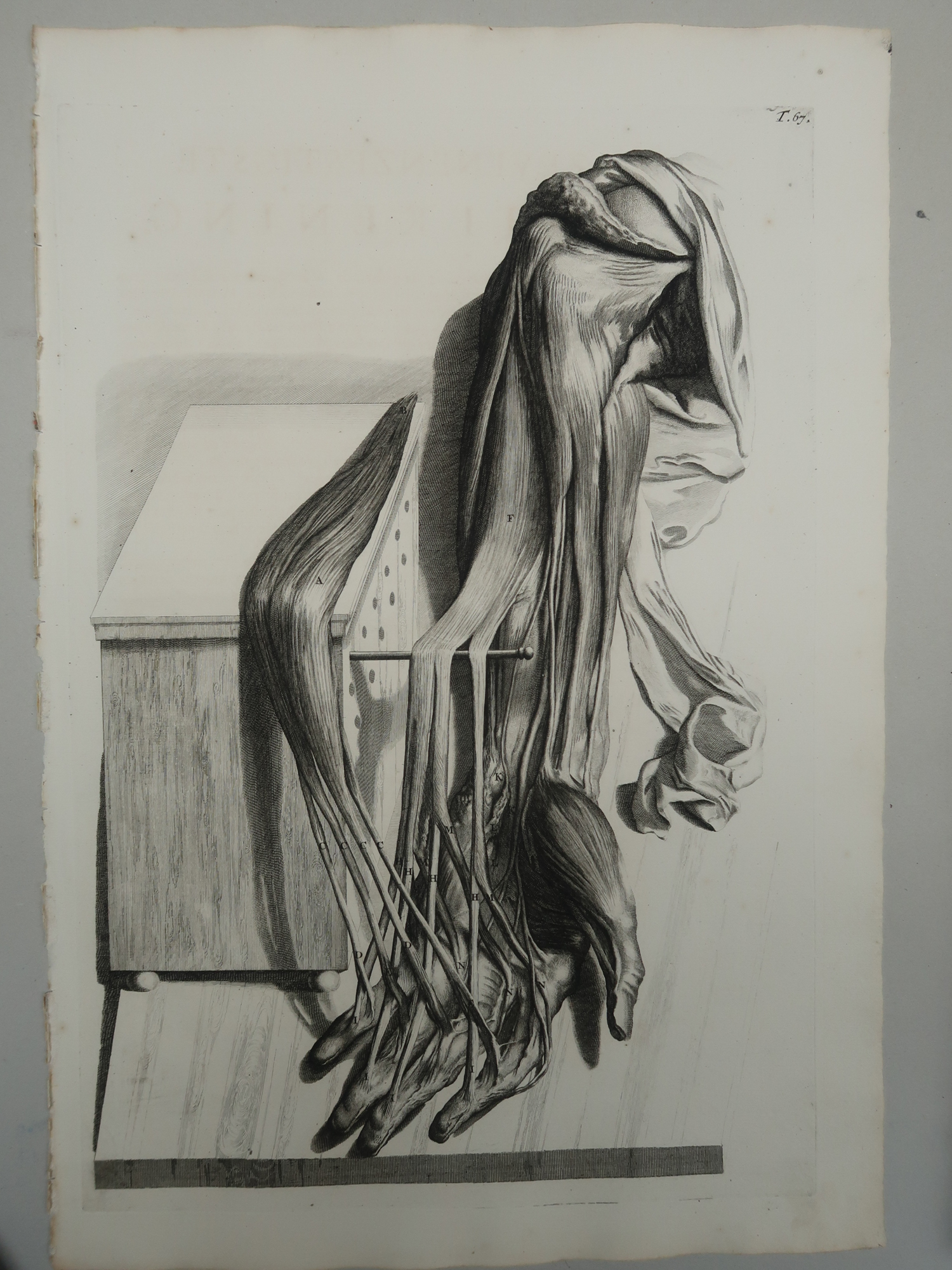 , Antique Print-T.67.-HAND-FLEXOR-TENDONS-MUSCLES-FOREARM-de Lairesse-Bidloo-1728, Pictura Antique Prints