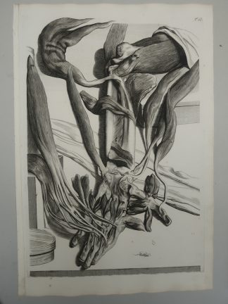 Antique Print-T.68.-HAND-INTRINSIC-MUSCLES-de Lairesse-Bidloo-1728