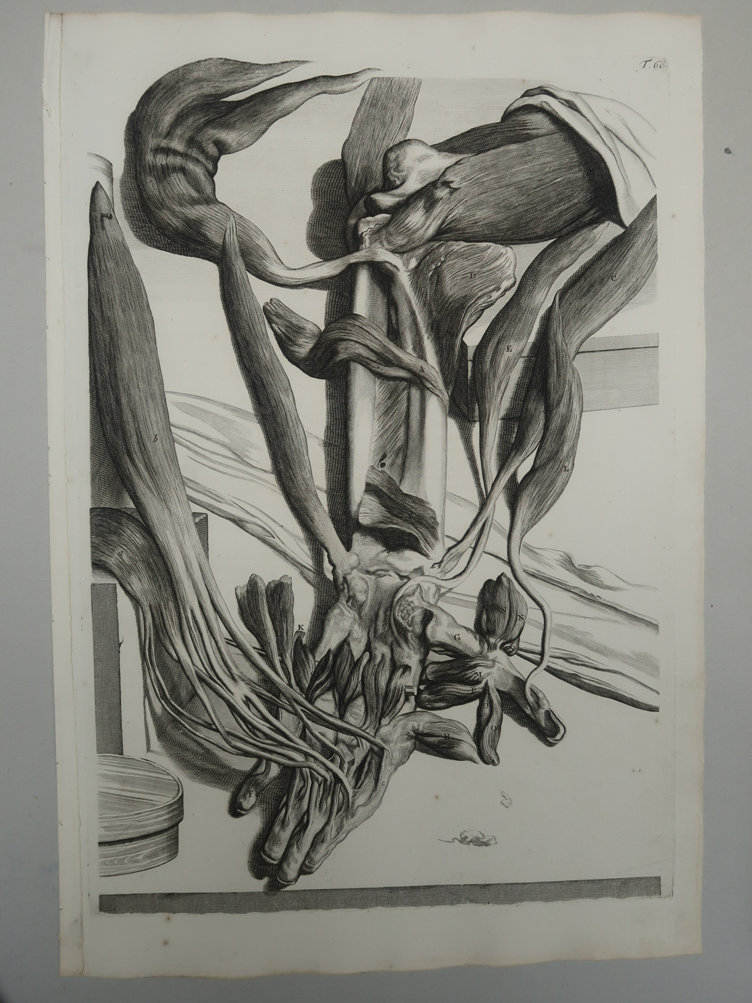 , Antique Print-T.68.-HAND-INTRINSIC-MUSCLES-de Lairesse-Bidloo-1728, Pictura Antique Prints