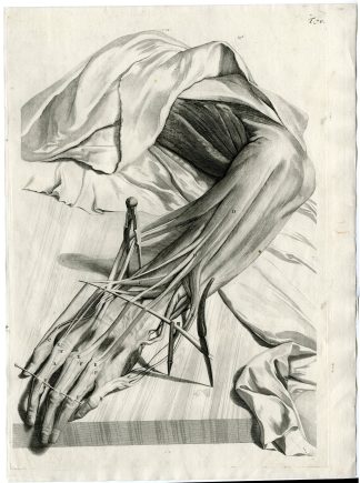 Antique Print-T.70.-FOREARM-TENDONS-EXTENSORS-ANATOMY-de Lairesse-Bidloo-1728