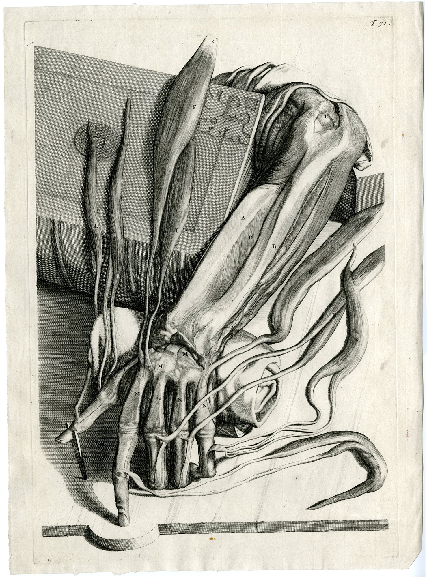 , Antique Print-T.71.-EXTENSOR-MUSCLES-FOREARM-de Lairesse-Bidloo-1728, Pictura Antique Prints