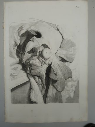 Antique Print-T.74.-HIP-JOINT-DISSECTION-GLUTEAL-MUSCLES-de Lairesse-Bidloo-1728