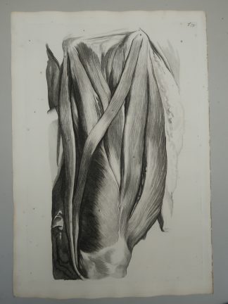 Antique Print-T.75.-ANTERIOR-THIGH-MUSCLES-de Lairesse-Bidloo-1728