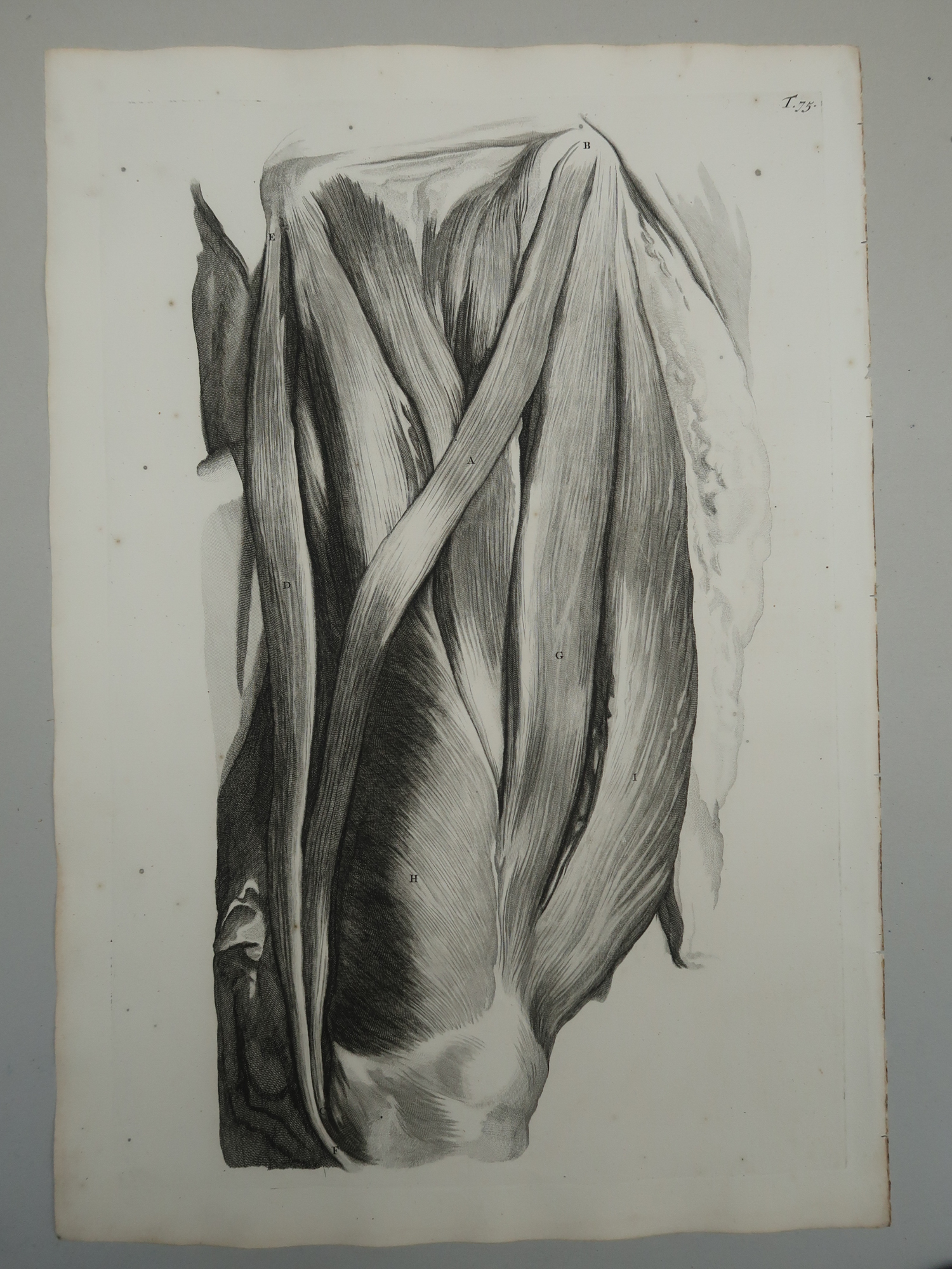 , Antique Print-T.75.-ANTERIOR-THIGH-MUSCLES-de Lairesse-Bidloo-1728, Pictura Antique Prints