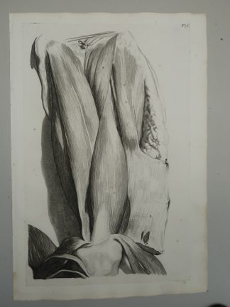 Antique Print-T.76.-THIGH-MUSCULATURE-QUADRICEPS-ANTERIOR-Lairesse-Bidloo-1728