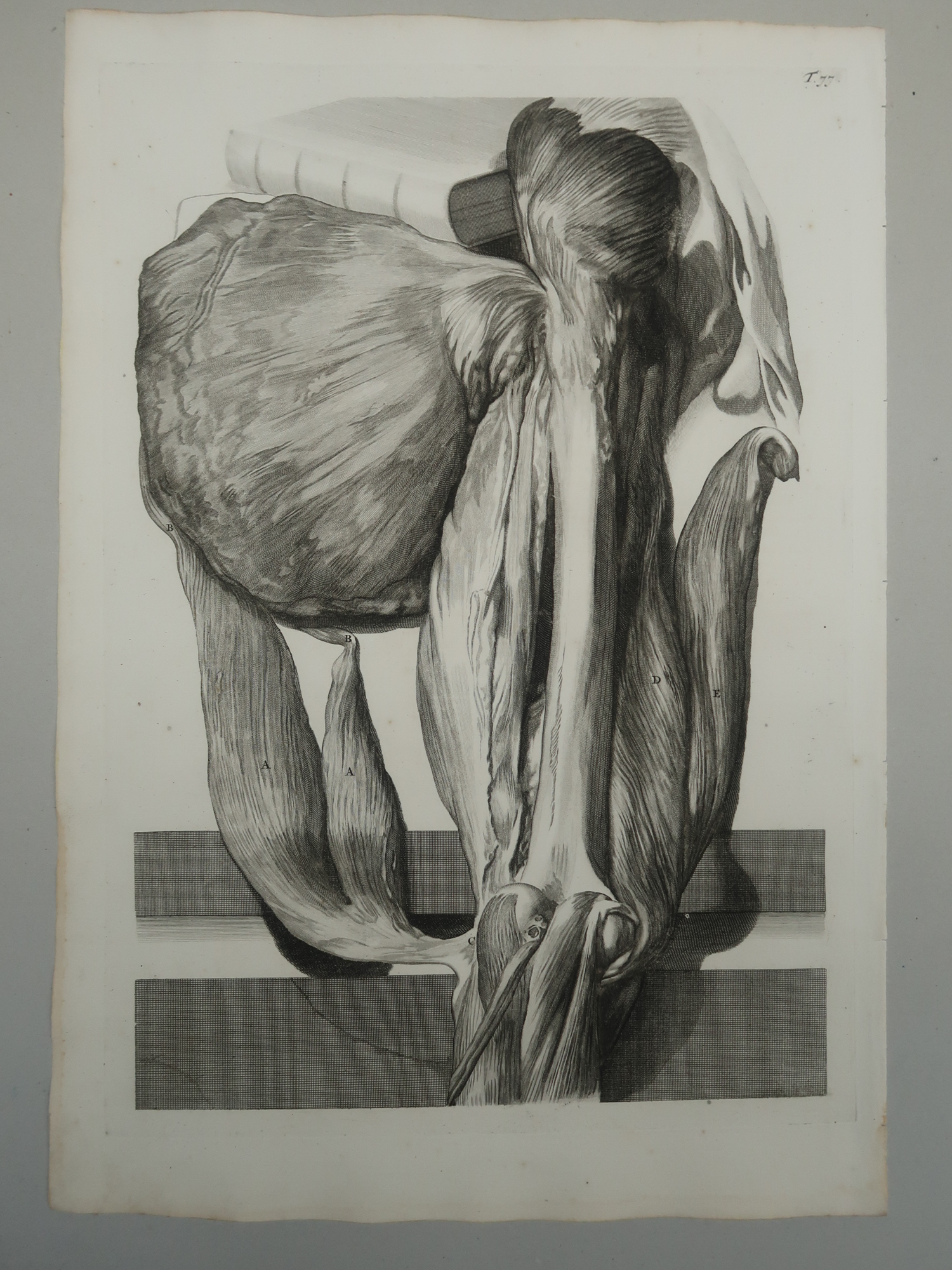 , Antique Print-T.77.-HAMSTRINGS-BICEPS-POSTERIOR-THIGH-de Lairesse-Bidloo-1728, Pictura Antique Prints