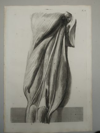 Antique Print-T.78.-HAMSTRING-MUSCLES-POSTERIOR-THIGH-de Lairesse-Bidloo-1728