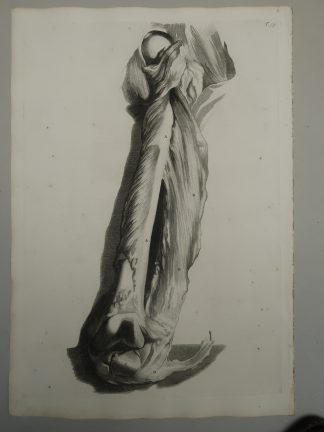 Antique Print-T.79.-FEMUR-ANTERIOR-THIGH-PATELLA-de Lairesse-Bidloo-1728