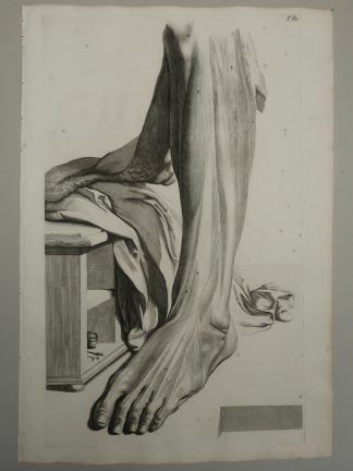 Antique Print-T.80.-LOWER-LEG-FOOT-FRONT-MUSCLES-TIBIA-de Lairesse-Bidloo-1728