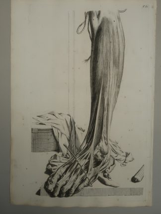 Antique Print-T.81.-LOWER-LEG-FOOT-EXTENSORS-SKIN-de Lairesse-Bidloo-1728