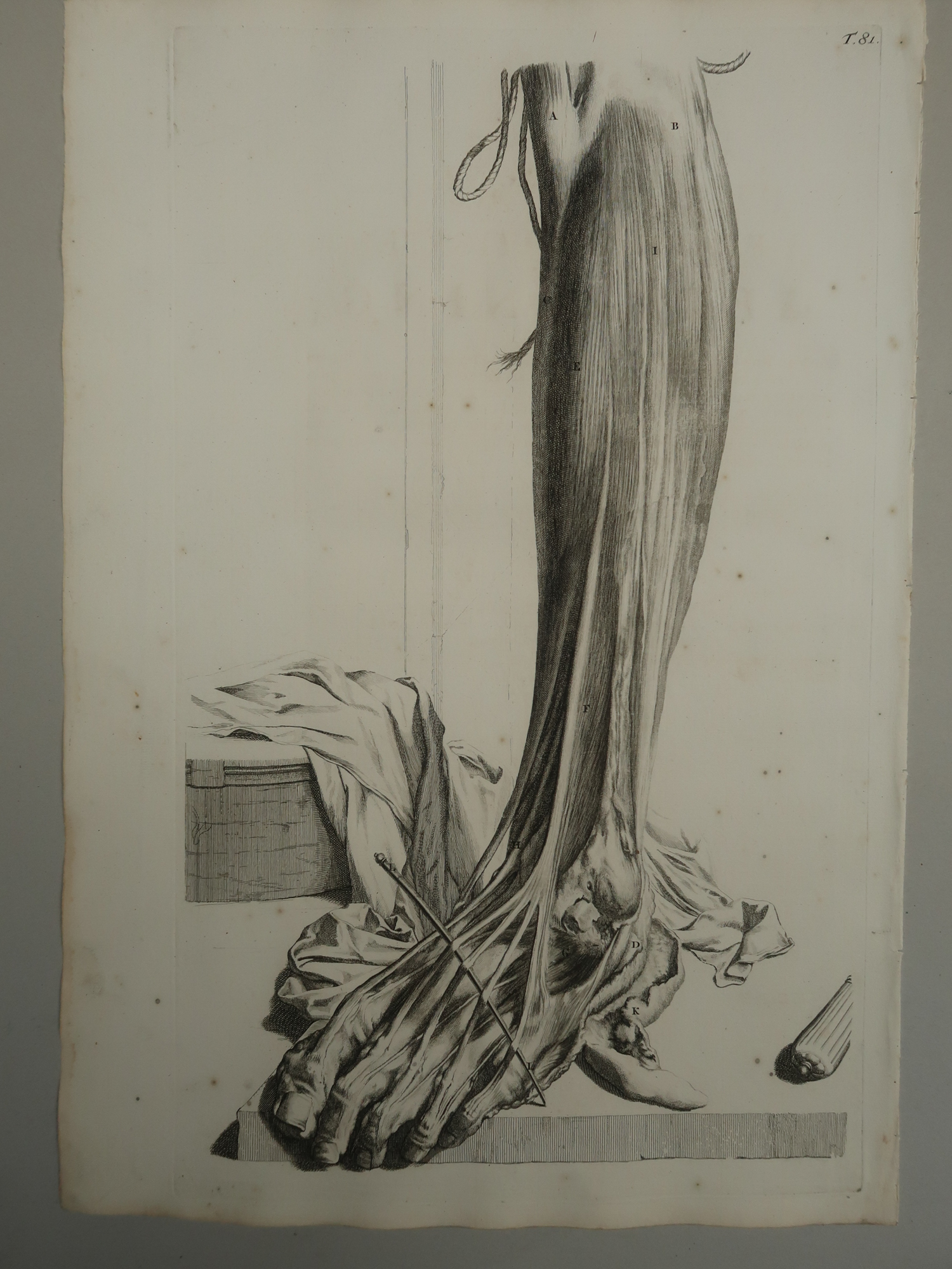 , Antique Print-T.81.-LOWER-LEG-FOOT-EXTENSORS-SKIN-de Lairesse-Bidloo-1728, Pictura Antique Prints