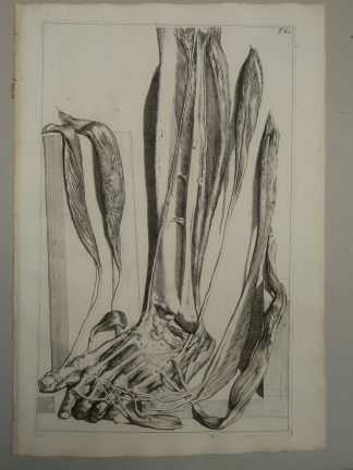 Antique Print-T.82.-MUSCLES-FOOT-TOES-TIBIA-FIBULA-ANKLE-de Lairesse-Bidloo-1728