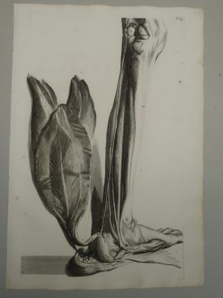 Antique Print-T.84.-ANATOMY-CALF-LEG-de Lairesse-Bidloo-1728