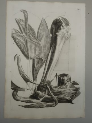 Antique Print-T.85.-POSTERIOR-LEG-FLEXORS-FOOT-ANATOMY-de Lairesse-Bidloo-1728
