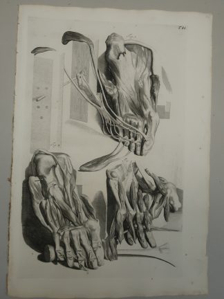 Antique Print-T.86.-ANATOMY-FOOT-PLANTAR-MUSCLES-INTRINSIC-Lairesse-Bidloo-1728